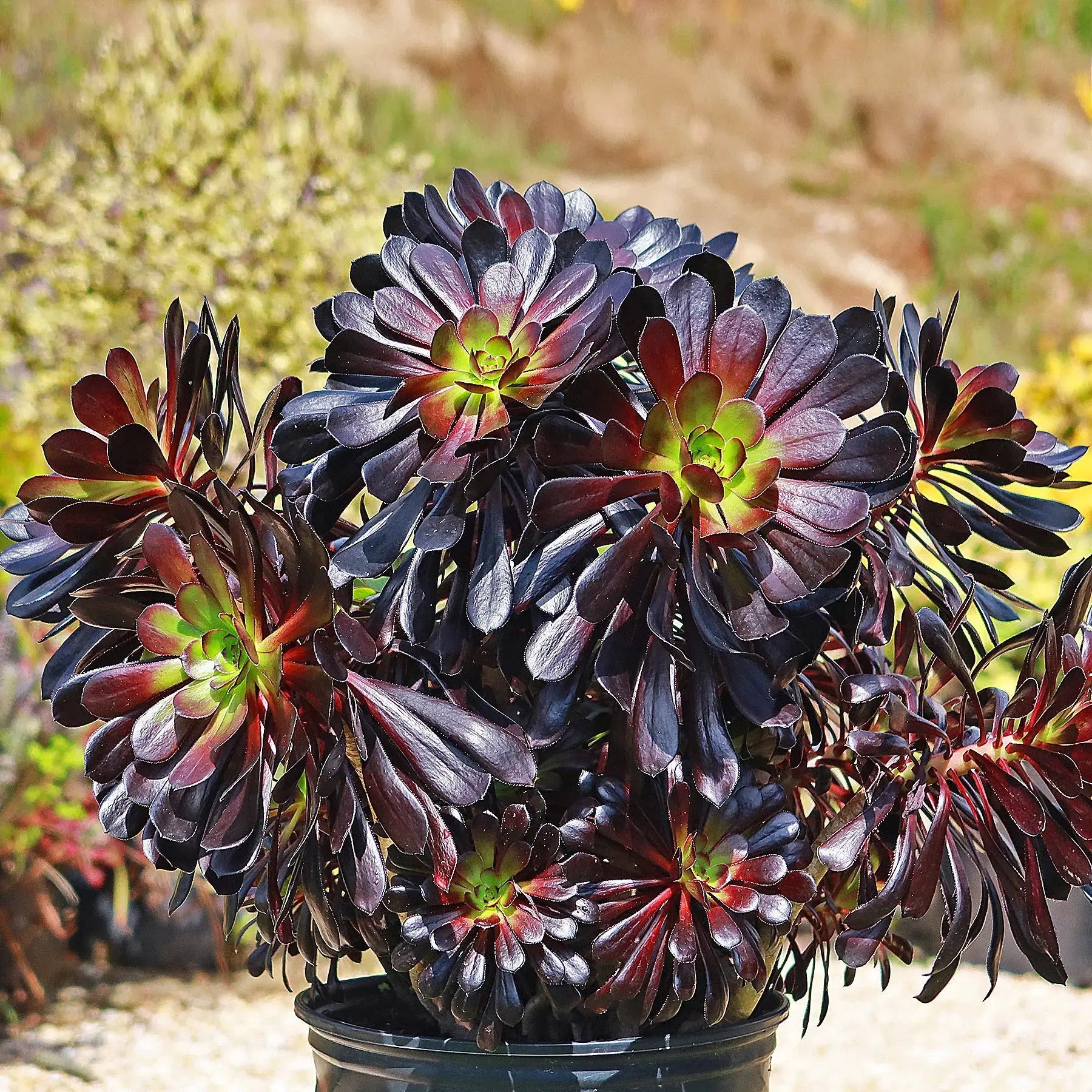 Black Atropureum Flower seeds for Planting - Cottage Garden Essential, Heirloom & GMO Free Seeds for Home Garden