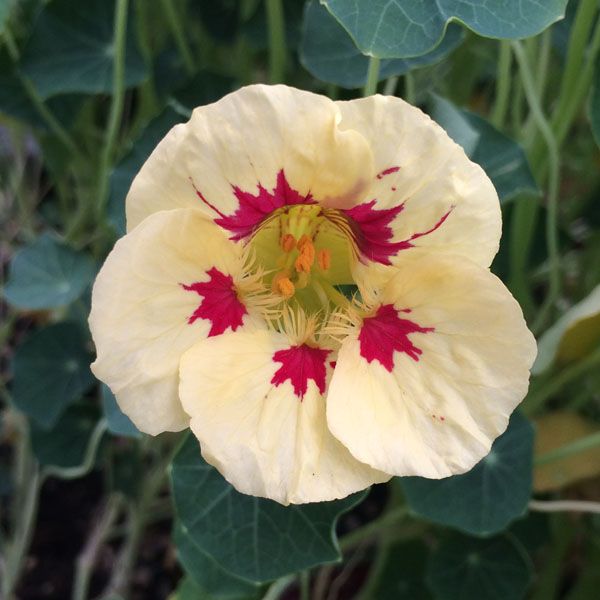 Cream Ladybird Flower seeds for Planting - Wildflower Mix, Heirloom & GMO Free Seeds for Home Garden