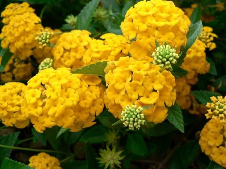Hydrangea Flower seeds for Planting - Hardy Variety, Heirloom & GMO Free Seeds for Home Garden