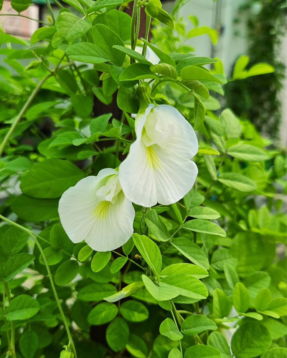 Clitoria Flower seeds for Planting - Hardy Variety, Heirloom & GMO Free Seeds for Home Garden