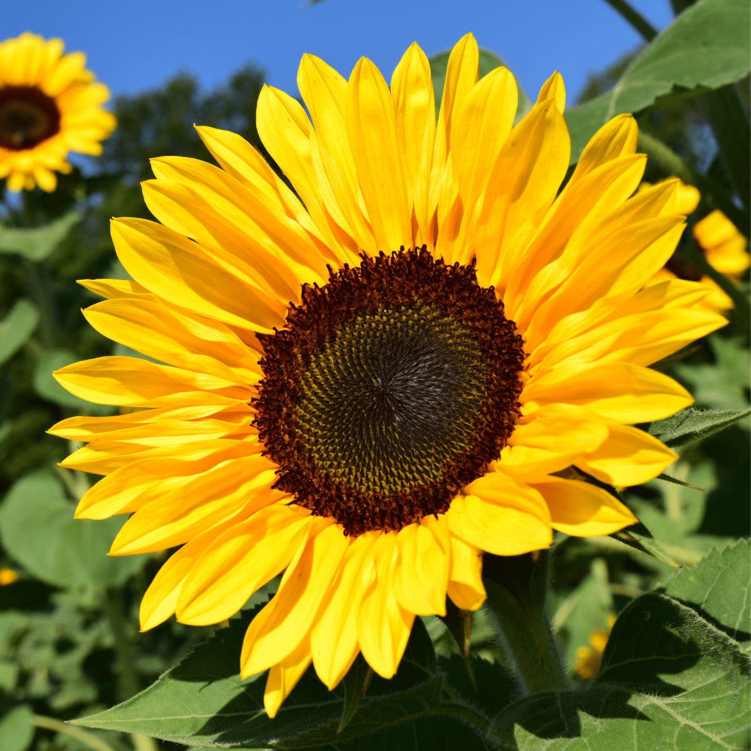 Giant Yellow Sunflower Seeds for Planting