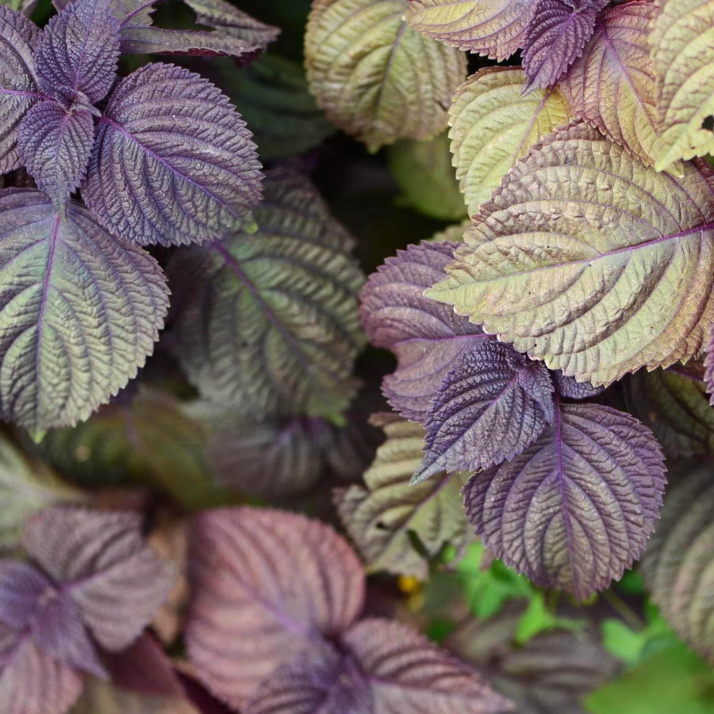 Purple Leaf Perilla Seeds for Easy Planting