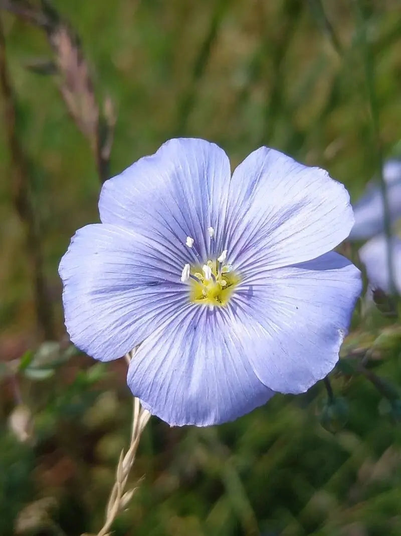 Linum Flower seeds for Planting Drought Tolerant Heirloom & GMO Free Seeds for Home Garden