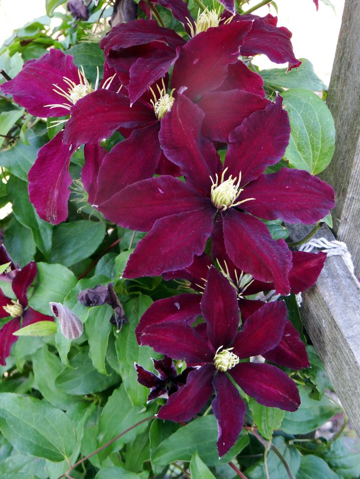Maroon Clematis Flower seeds for Planting - Drought Tolerant, Heirloom & GMO Free Seeds for Home Garden