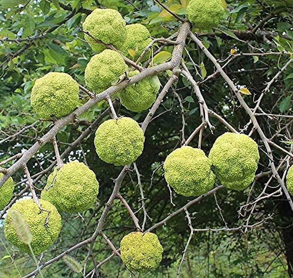 Osage Fruit Seeds for Planting  Hardy & Drought-Resistant Tree Seeds