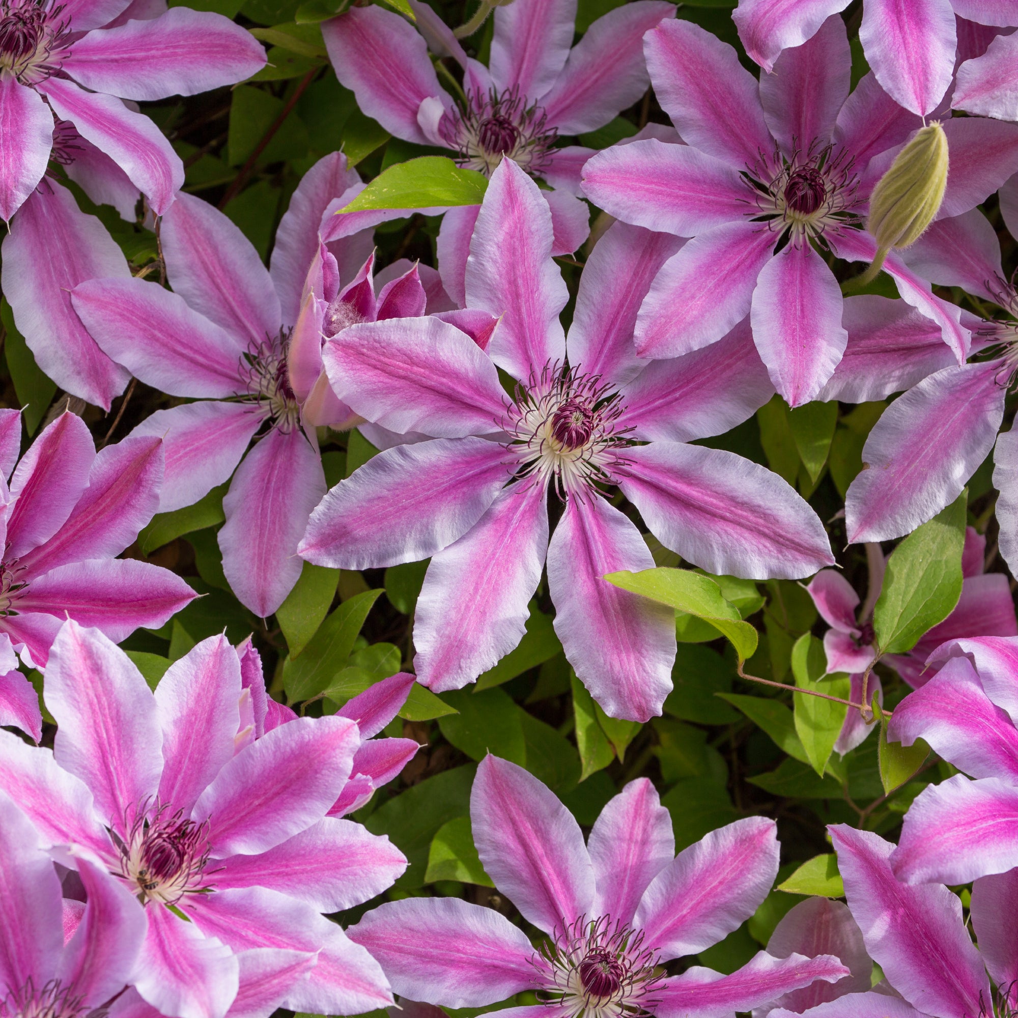 Pink Violet Clematis Flower seeds for Planting - Low Maintenance, Heirloom & GMO Free Seeds for Home Garden