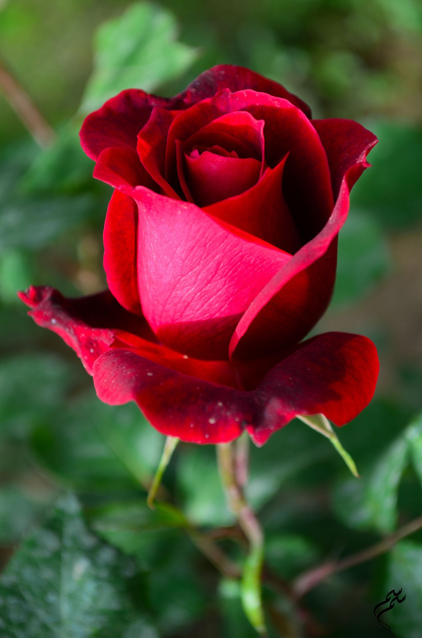 Multi Rose Flower seeds for Planting - Perfect for Borders, Heirloom & GMO Free Seeds for Home Garden  S