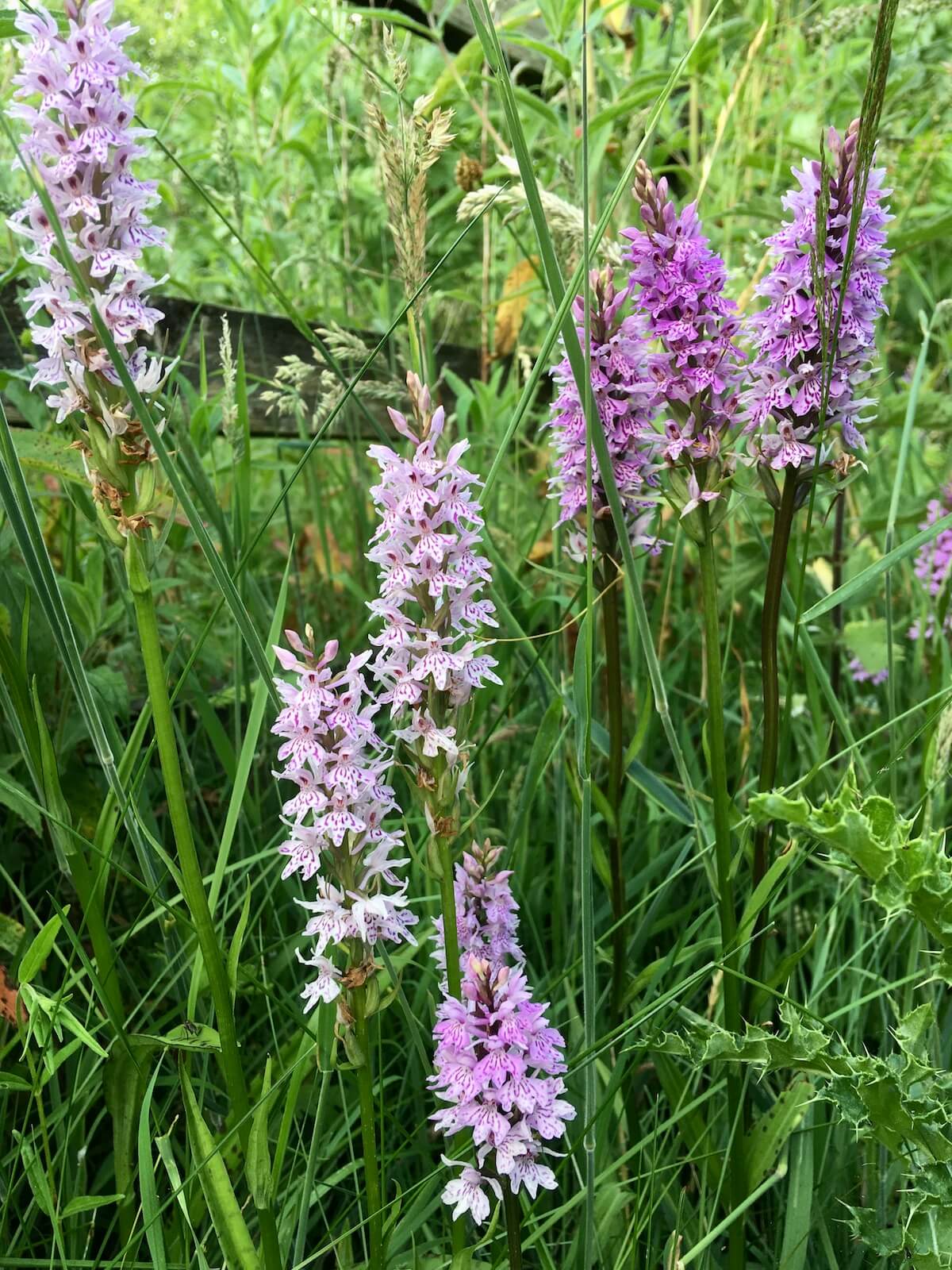 Dactylorhiza Flower seeds for Planting - Low Maintenance, Heirloom & GMO Free Seeds for Home Garden