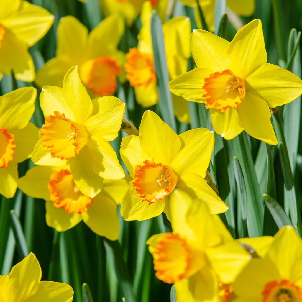 Daffodils Flower Seeds for Planting  Bright Orange & Yellow Perennials