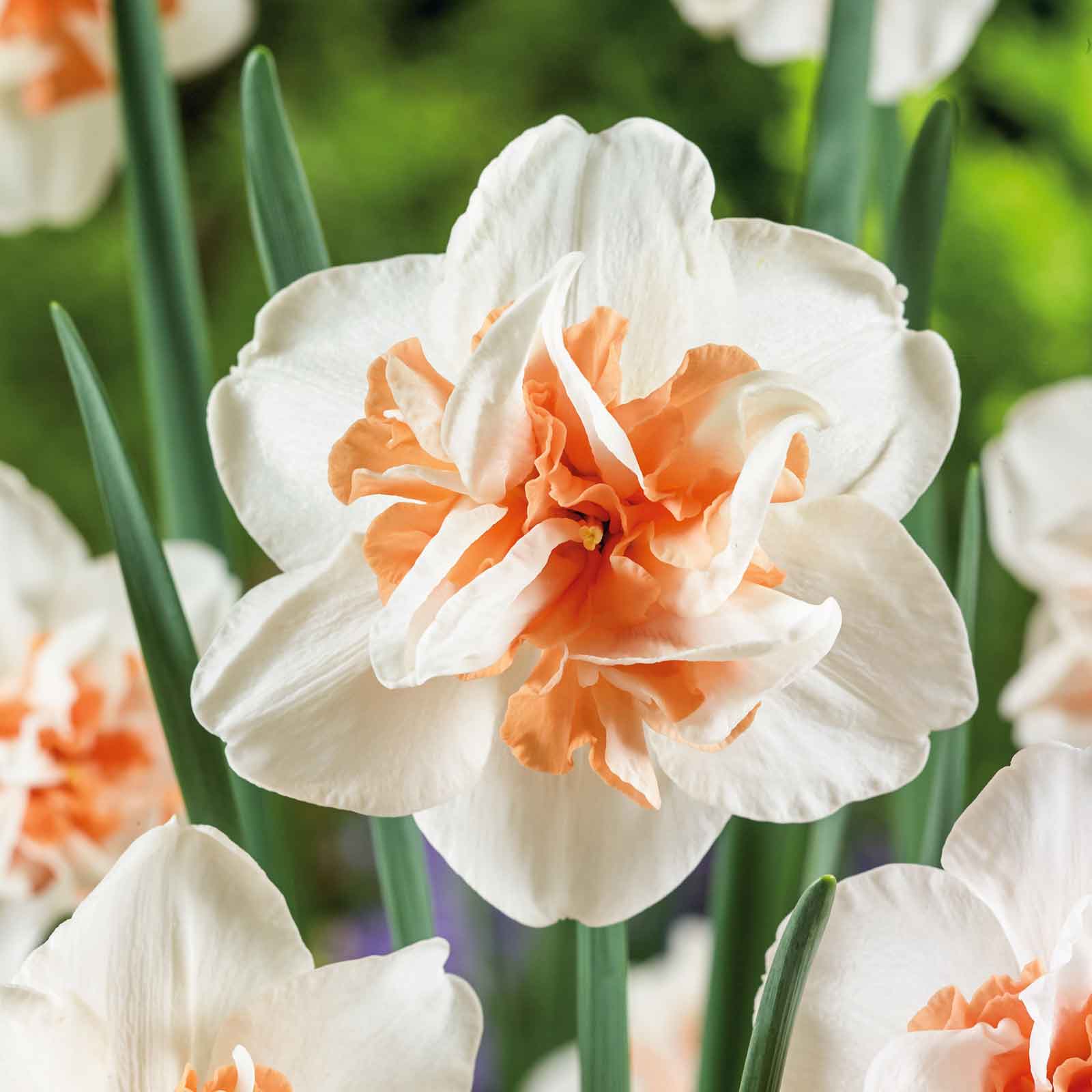 Narciso Flower seeds for Planting - Premium Quality, Heirloom & GMO Free Seeds for Home Garden
