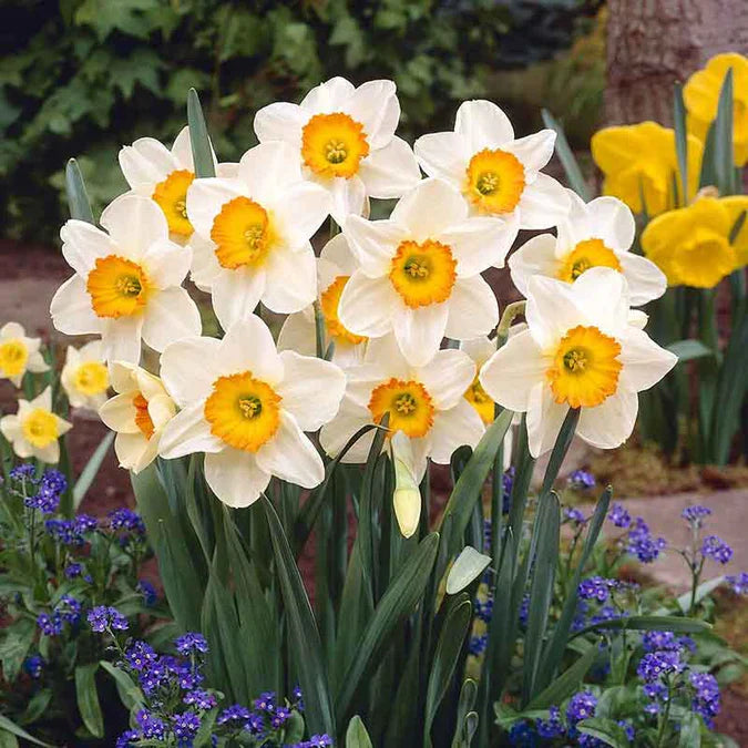 Premium White Daffodils Flower Seeds for Easy Planting