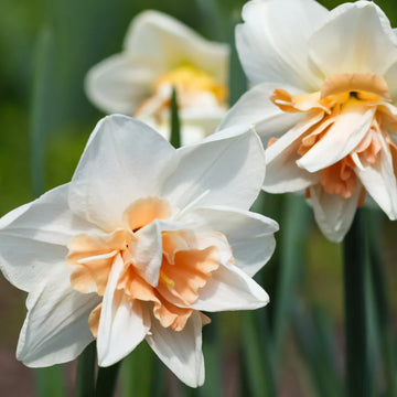 Daffodil Flowers Blooming in Spring Garden