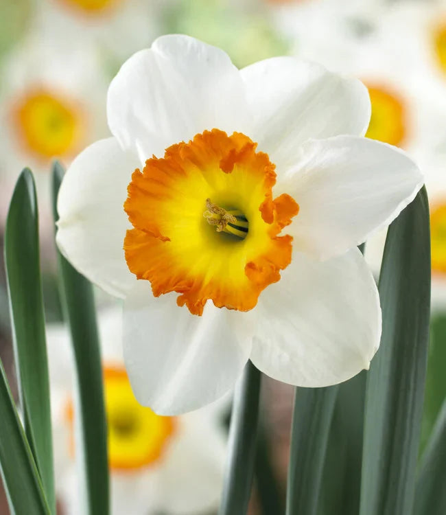 Daffodil Seedlings Growing from Seeds