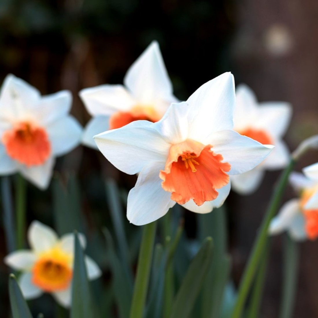 White Orange Narcissus Flower Seeds for Planting Premium Quality Heirloom & GMO Free Seeds for Home Garden
 
 Sale