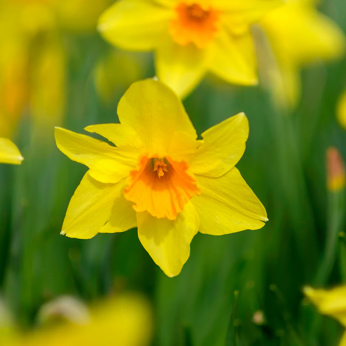 Narzissen Flower seeds for Planting - Cut Flower Favorite, Heirloom & GMO Free Seeds for Home Garden