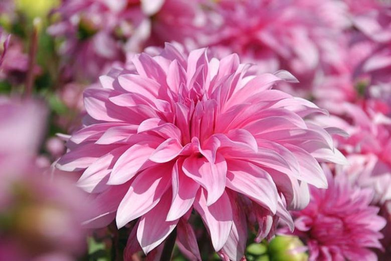 Pale Rose Dahlia Flower Seeds for Planting Cut Flower Favorite Heirloom & GMO Free Seeds for Home Garden
 
 Sale