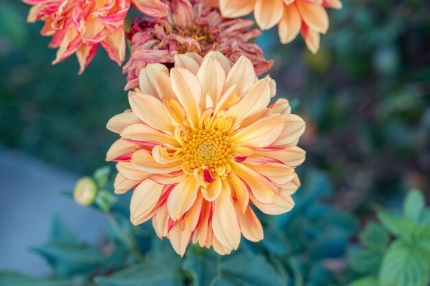 Light Yellow Red Dahlia Flower Seeds for Planting Drought Tolerant Heirloom & GMO Free Seeds for Home Garden
 
 Sale