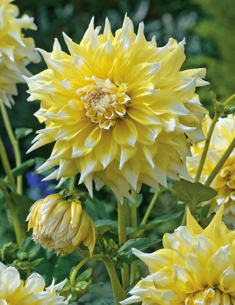 White & Yellow Dahlia Flower Seeds – Shade Tolerant Heirloom & NonGMO Seeds for Home Garden
 
 Sale