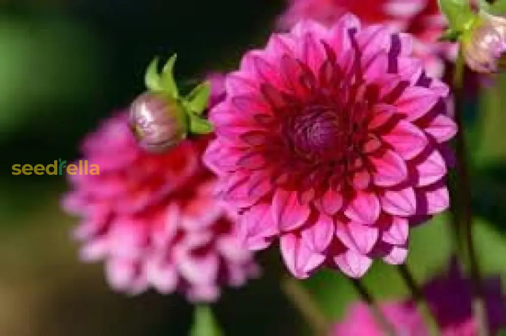 Dahlia Pink Flower Seeds For Planting  Vibrant Blooms Your Garden