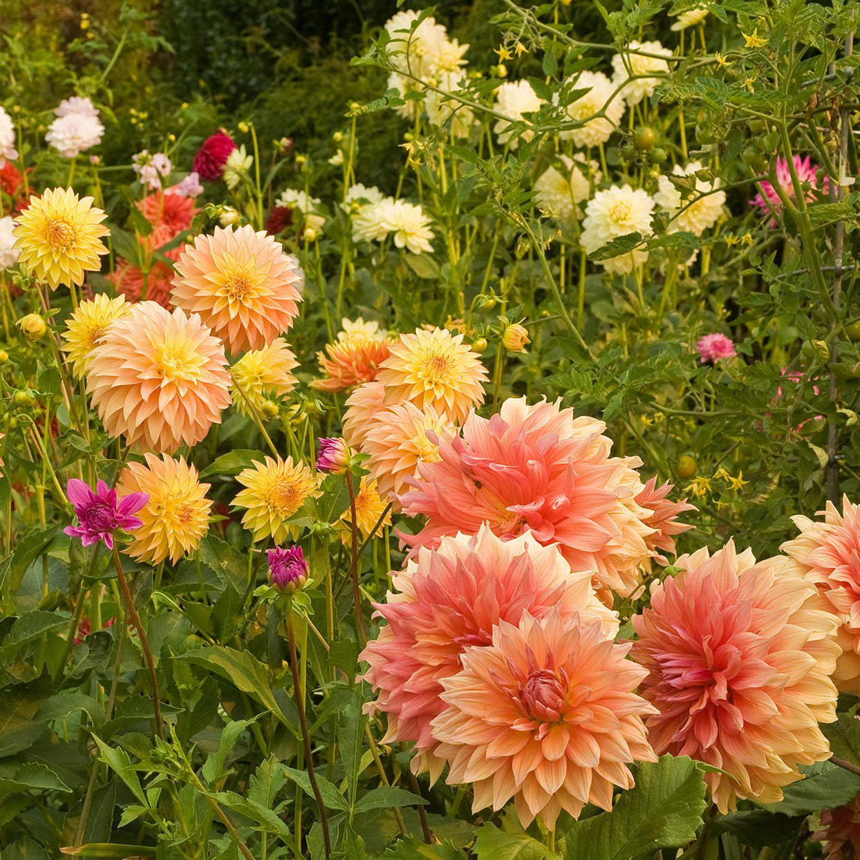 Dahlia pinnata Seeds – Organic Non-GMO Ornamental Flower Variety