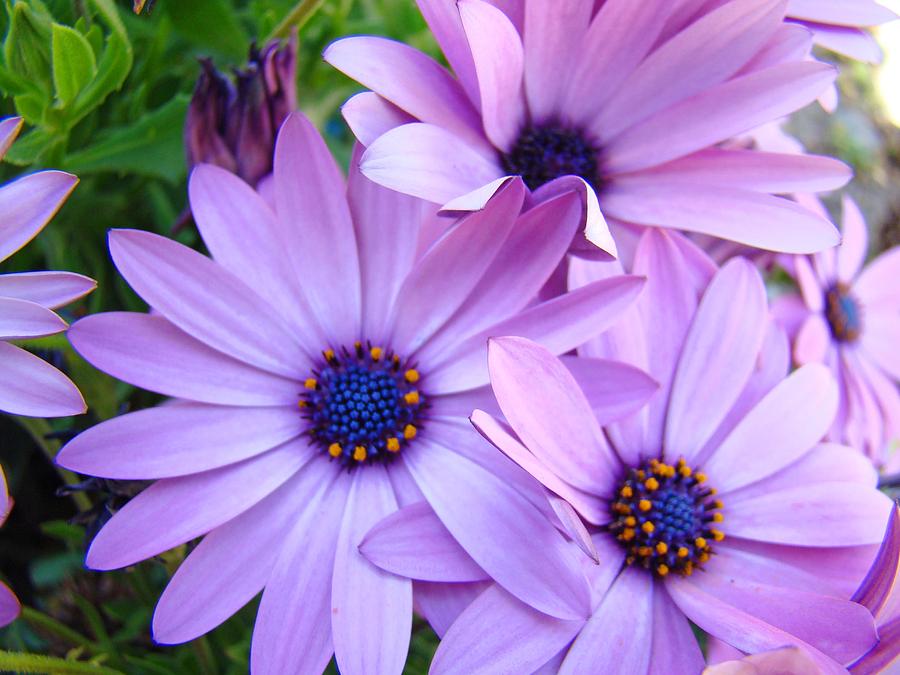 Violet Daisy Flower seeds for Planting - Sun Loving, Heirloom & GMO Free Seeds for Home Garden