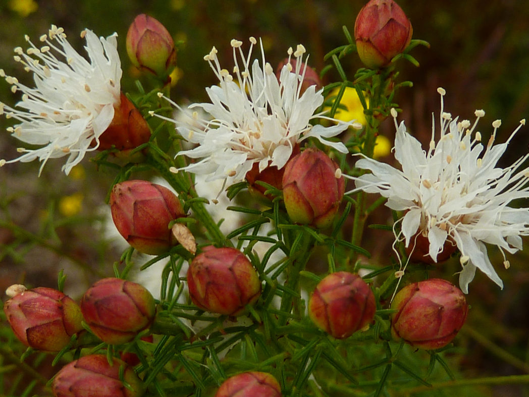 Dalea Pinnata Flower Seeds for Planting  Enhance Your Garden with Stunning Blooms