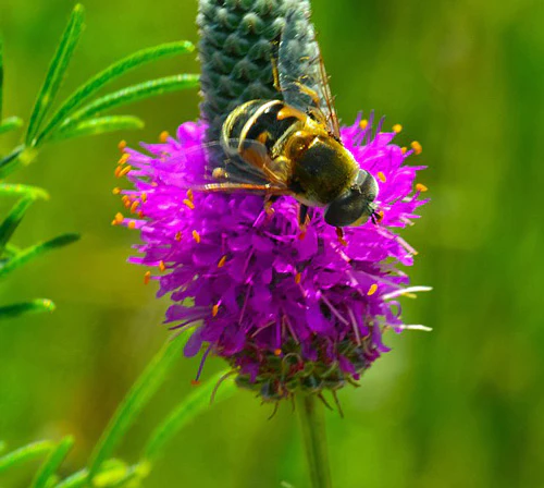 Planting Dalea Purpurea Seeds For Stunning Purple Flowers Flower