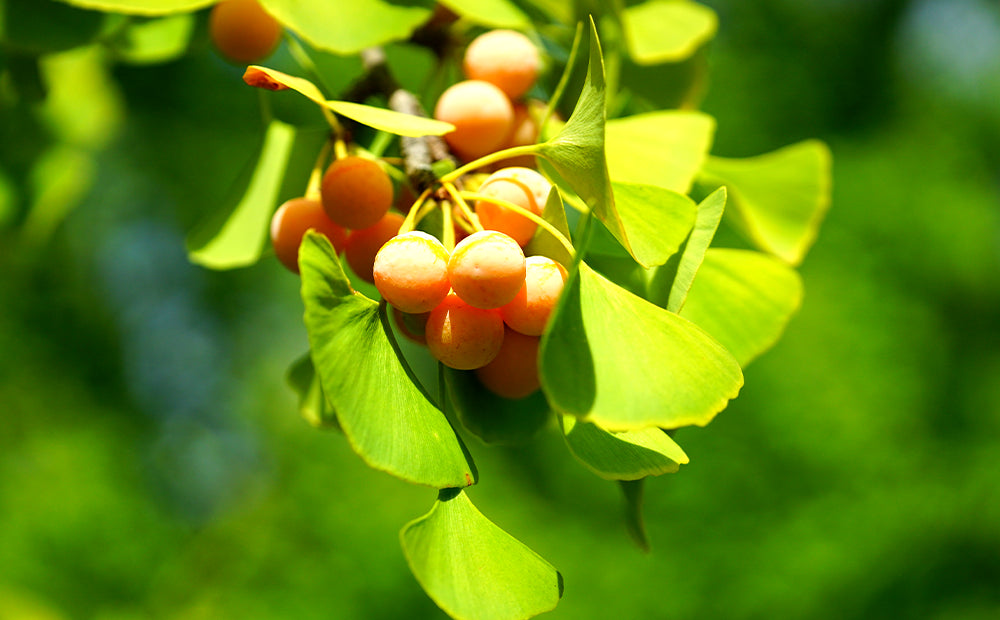 Ginkgo Fruit seeds for Planting - Sun Loving, Heirloom & GMO Free Seeds for Home Garden