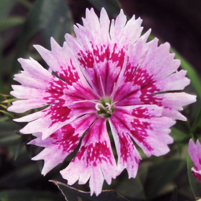 Pink White Dianthus Flower seeds for Planting - Hardy Variety, Heirloom & GMO Free Seeds for Home Garden