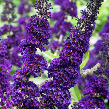 Dark Blue Buddleia Flower Seeds – Garden Planting for Vibrant Blooms