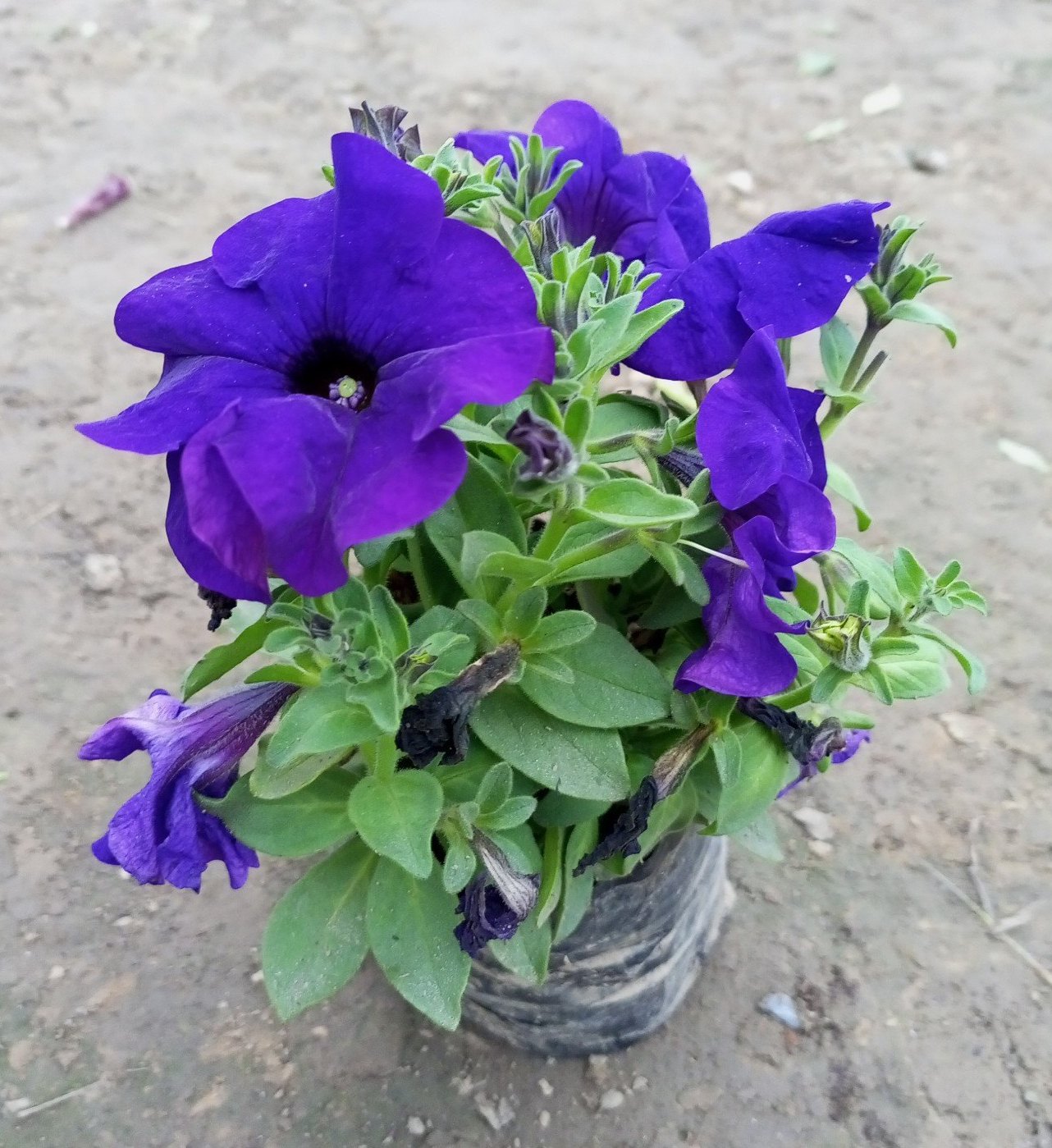 Deep Blue Petunia Flower Seeds for Planting Heirloom NONGMO Easy to Grow Garden Blooms 
 
 Sale