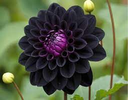 Close-up of Black Dahlia velvety petals