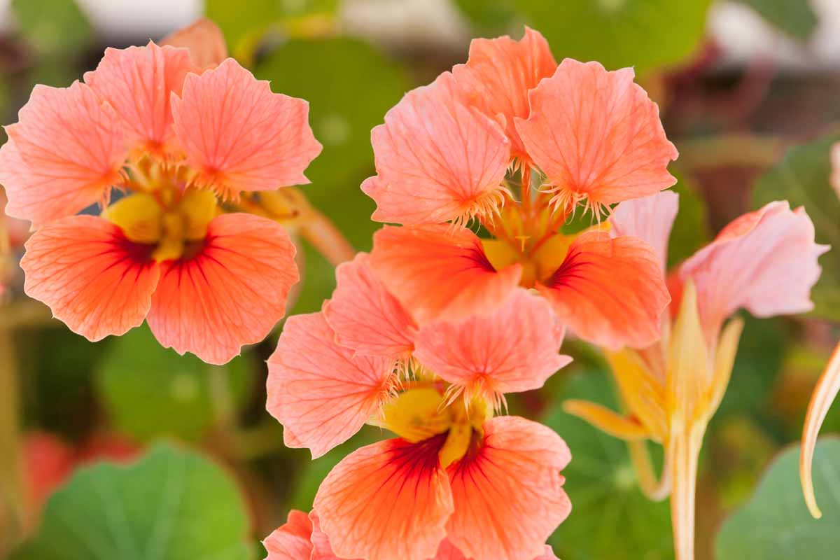 Dark Pink Nasturtium Seeds for Planting