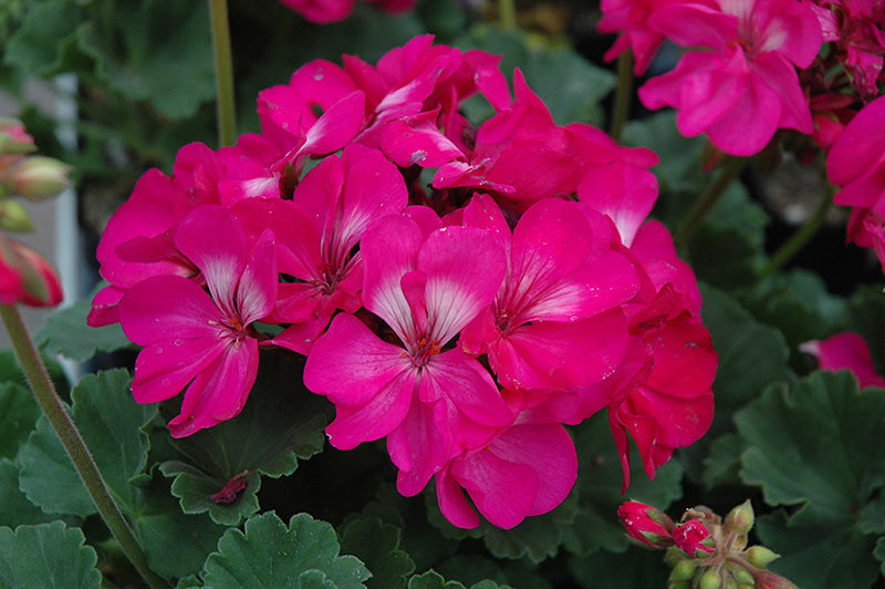 Dark pink Pelargonium flower seeds for colorful gardens