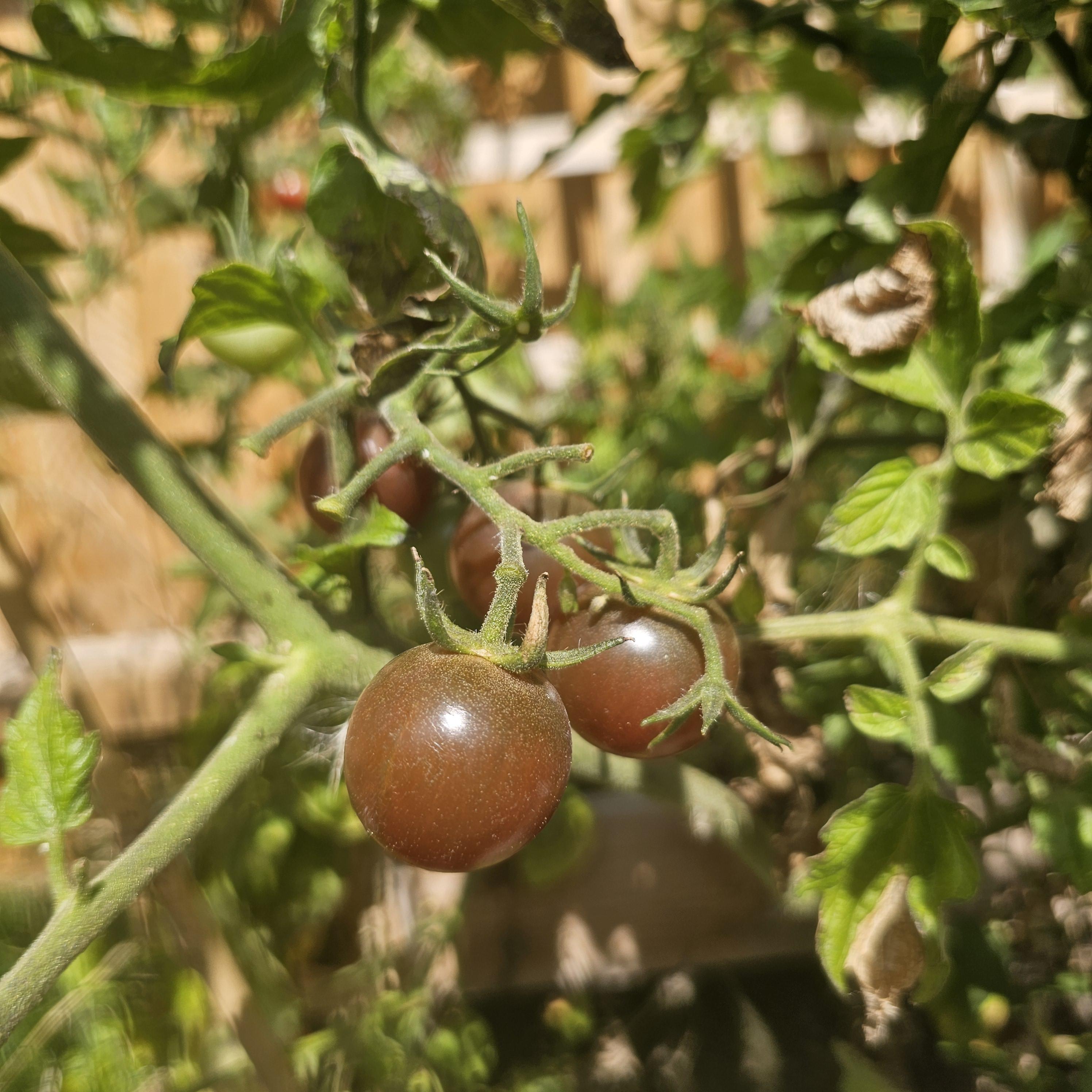 Brown Tomato Vegetable Seeds for Growing