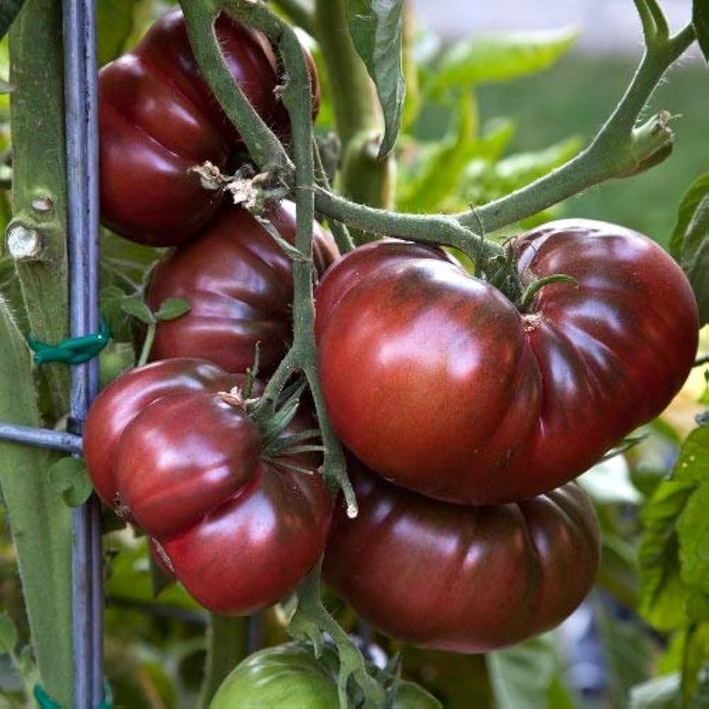 Dark tomato seeds planting guide for gardeners