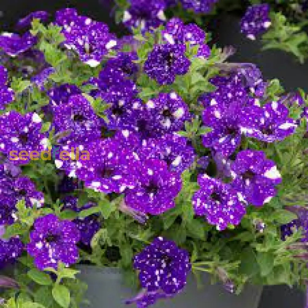Dark Violet Starry Petunia Seeds For Spring Planting Flower