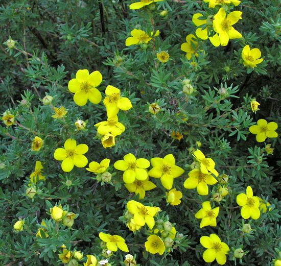 Yellow Cinquefoil Flower seeds for Planting - Easy to Grow, Heirloom & GMO Free Seeds for Home Garden