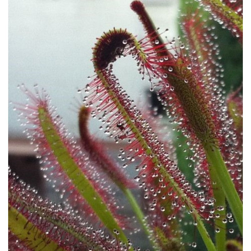 Green Sundew Clip Flower seeds for Planting - Bright Blooms, Heirloom & GMO Free Seeds for Home Garden