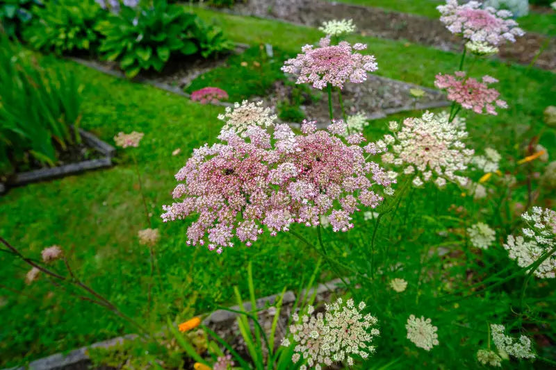 Mixed Dara Anne's Lace Flower seeds for Planting - Pollinator Friendly, Heirloom & GMO Free Seeds for Home Garden