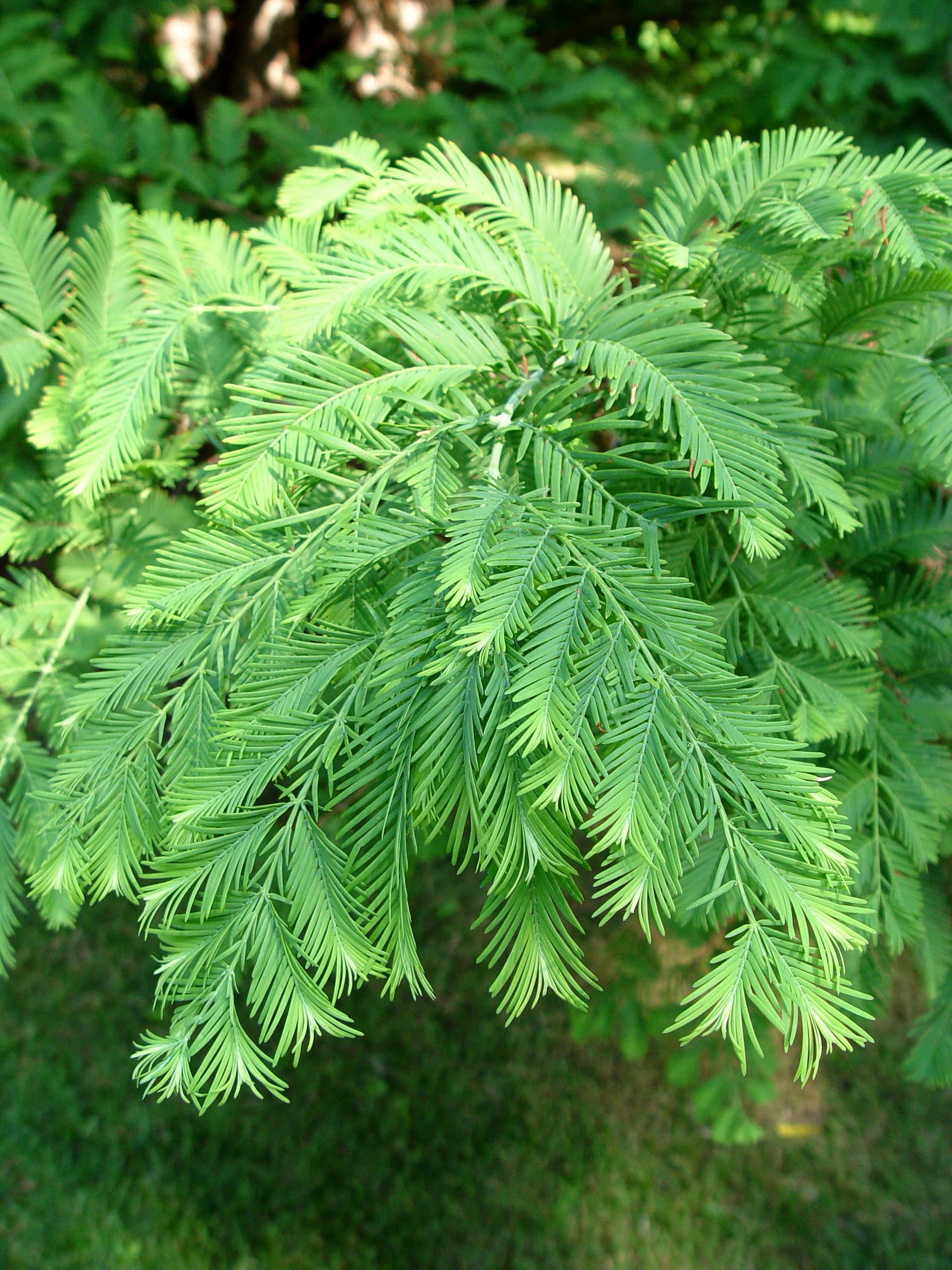 Green Dawn Redwood Seeds - Easy Planting for Stunning Landscape