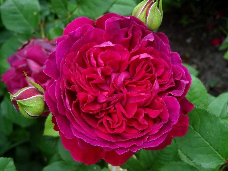 Dark Pink Double Petal English Rose Flower Seeds for Planting Shade Tolerant Heirloom & GMO Free Seeds for Home Garden
 
 Sale