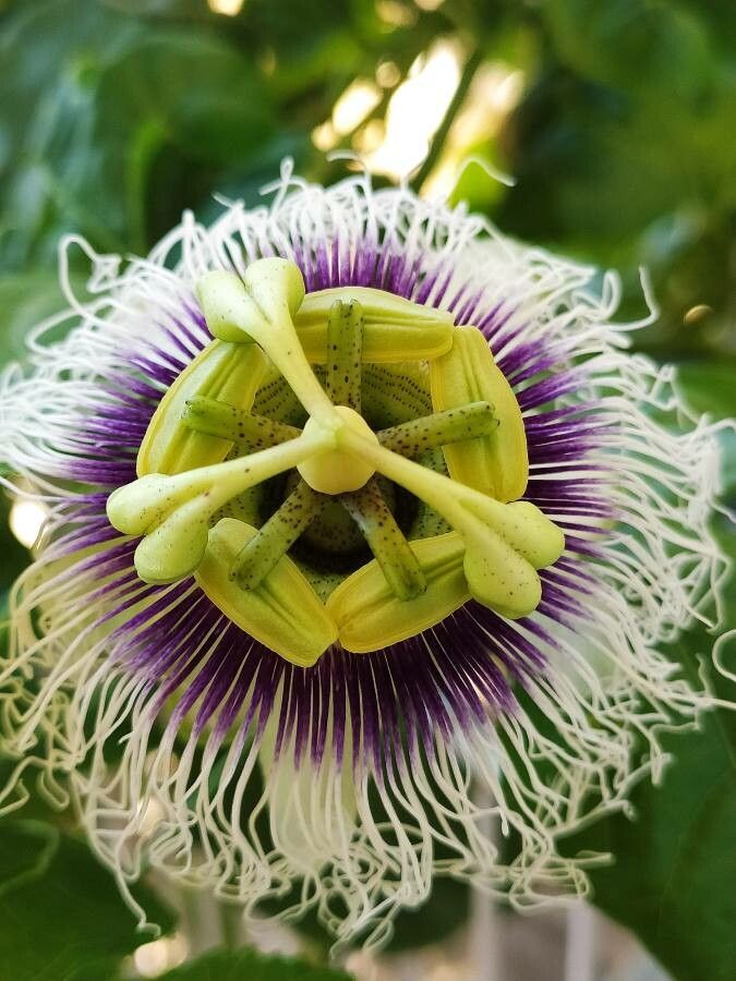 Colinvauxii Passion Flower seeds for Planting - Colorful Display, Heirloom & GMO Free Seeds for Home Garden