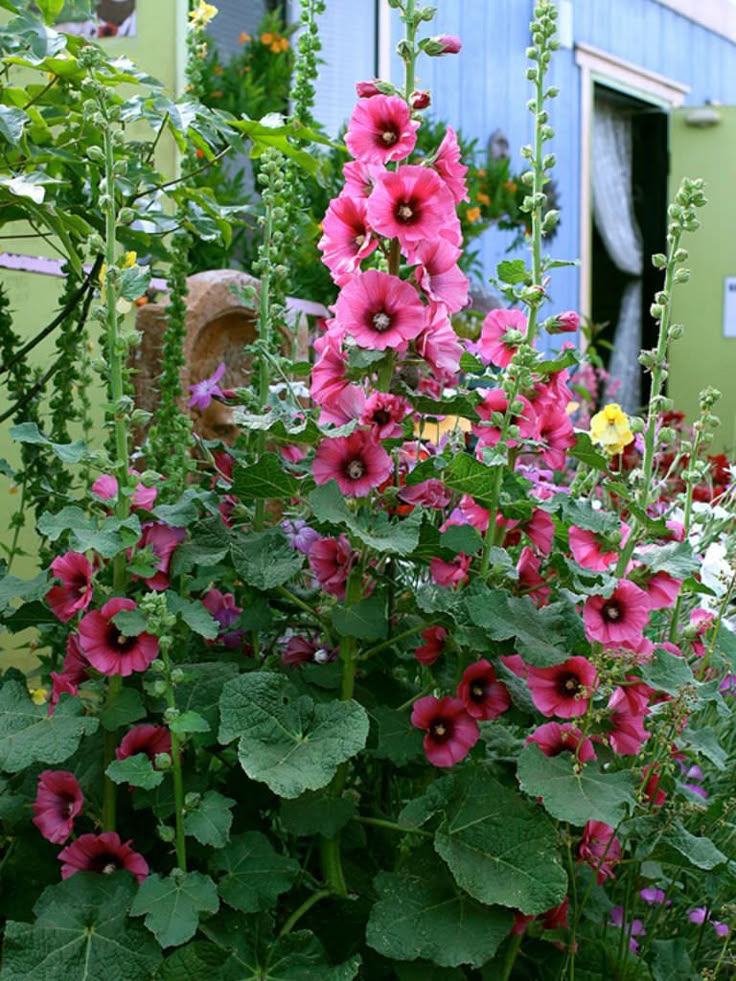 Mallow Alcea Rosea Flower seeds for Planting - Seasonal Bloomer, Heirloom & GMO Free Seeds for Home Garden