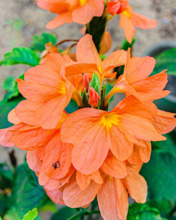 Firecracker Flower seeds for Planting - Vibrant Colors, Heirloom & GMO Free Seeds for Home Garden