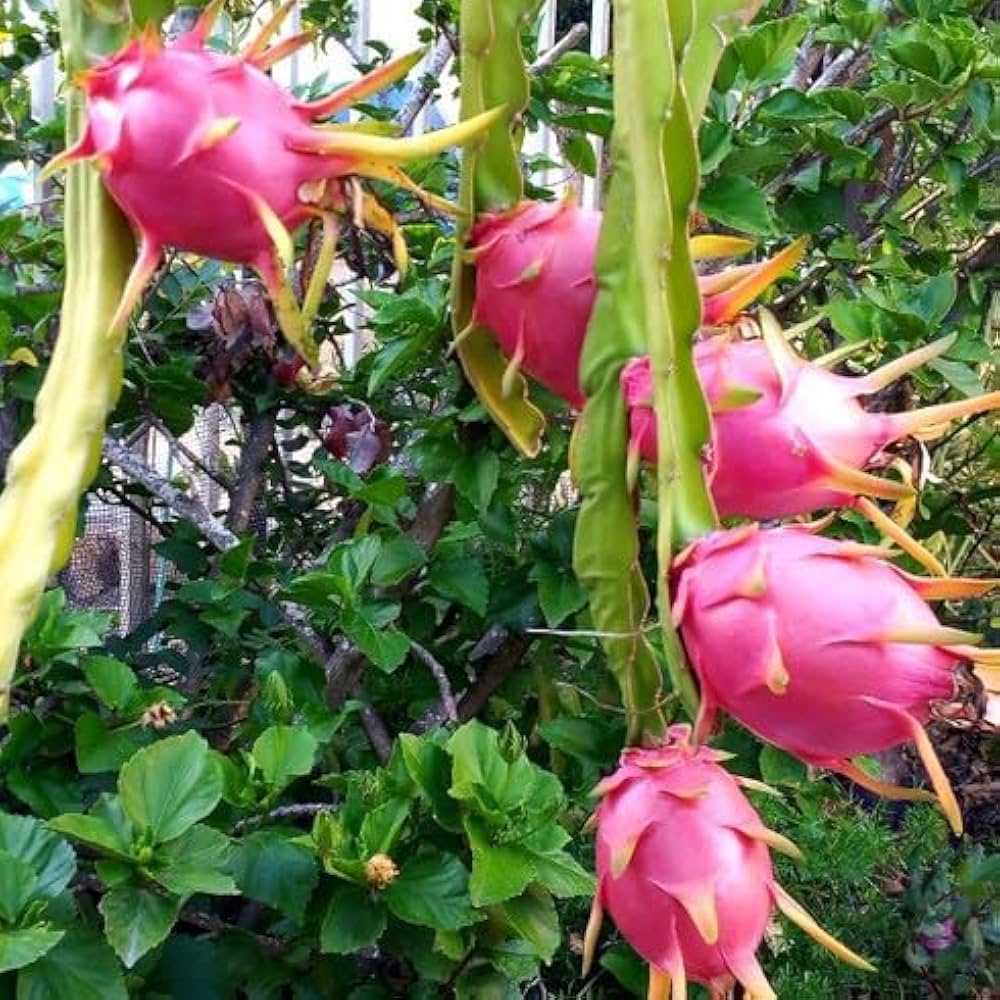 Pink Pitaya Seeds for Planting  Grow Your Own Delicious Dragon Fruit