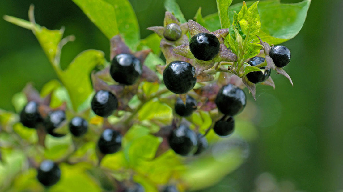 Black Belladonna Flower seeds for Planting - Wildflower Mix, Heirloom & GMO Free Seeds for Home Garden