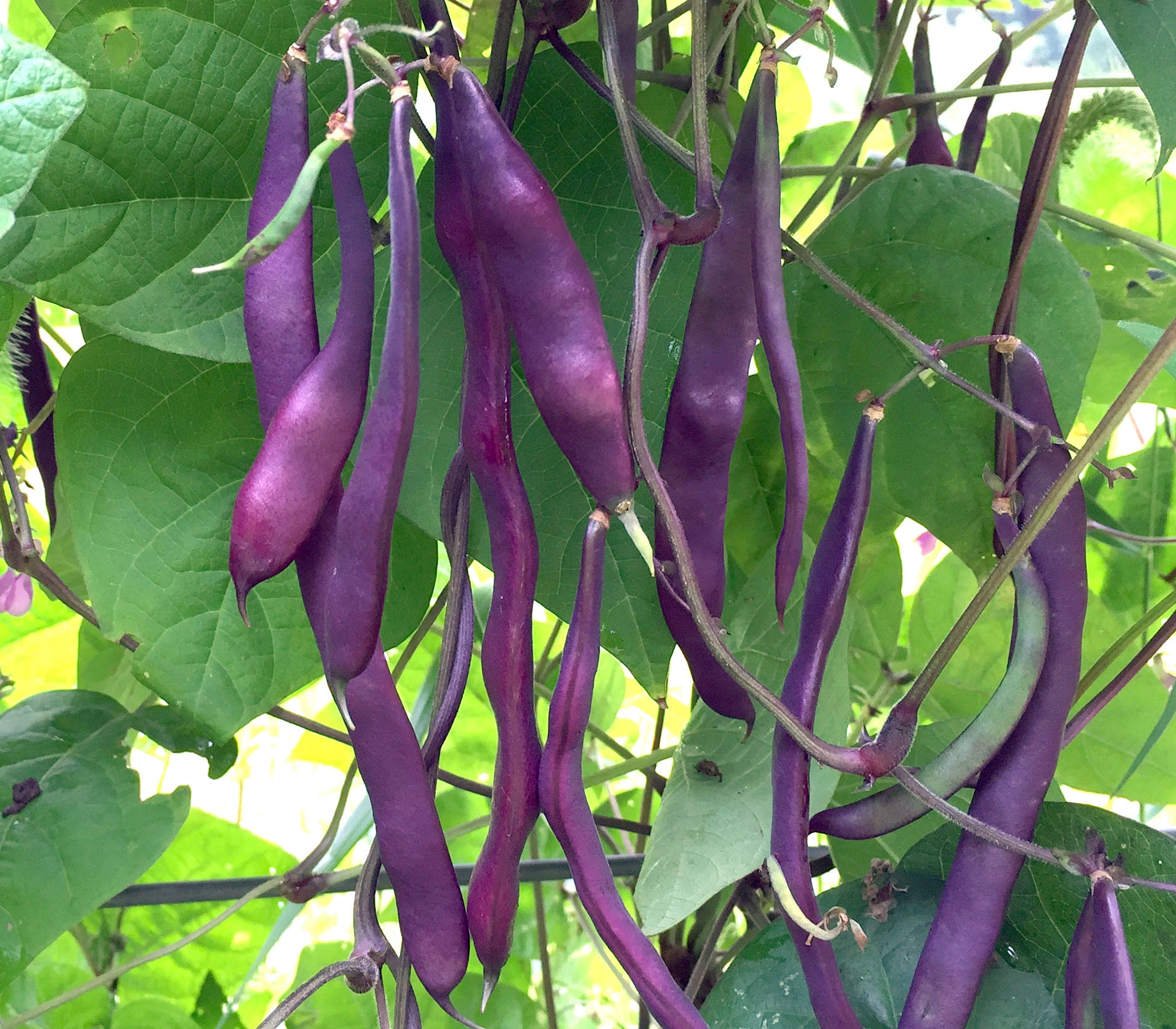 Violet Pole Bean Seeds for Planting - Vegetable Garden Essentials