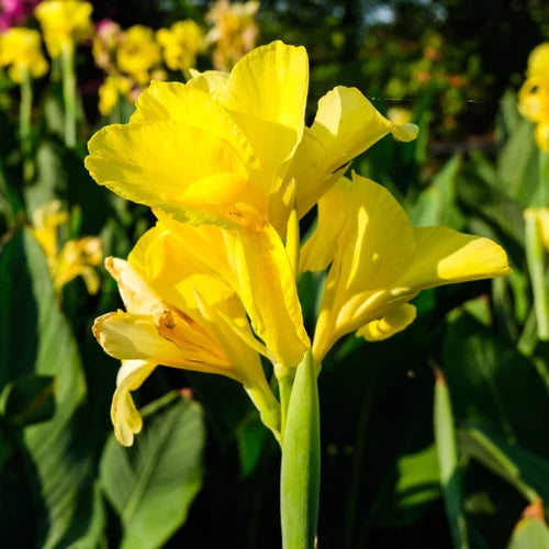 Decorative Yellow Bonsai Flower Seeds