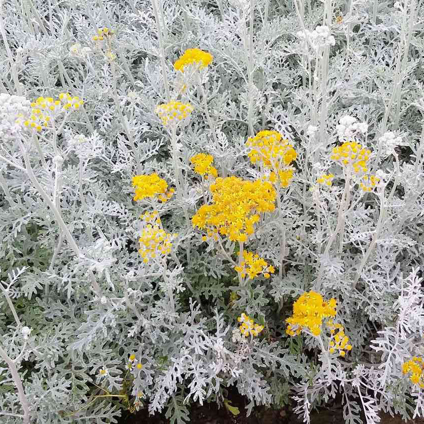 Heirloom Dusty Miller Seeds – Non-GMO Decorative Border Foliage Plant